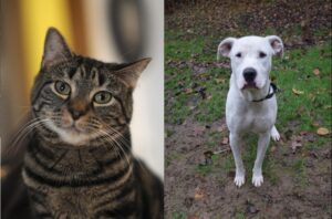 Finding a home for the holidays